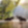 Elephant Flashing Water, Biking Tour in Cambodia with Elephant Bike Tours a guided cycling tours